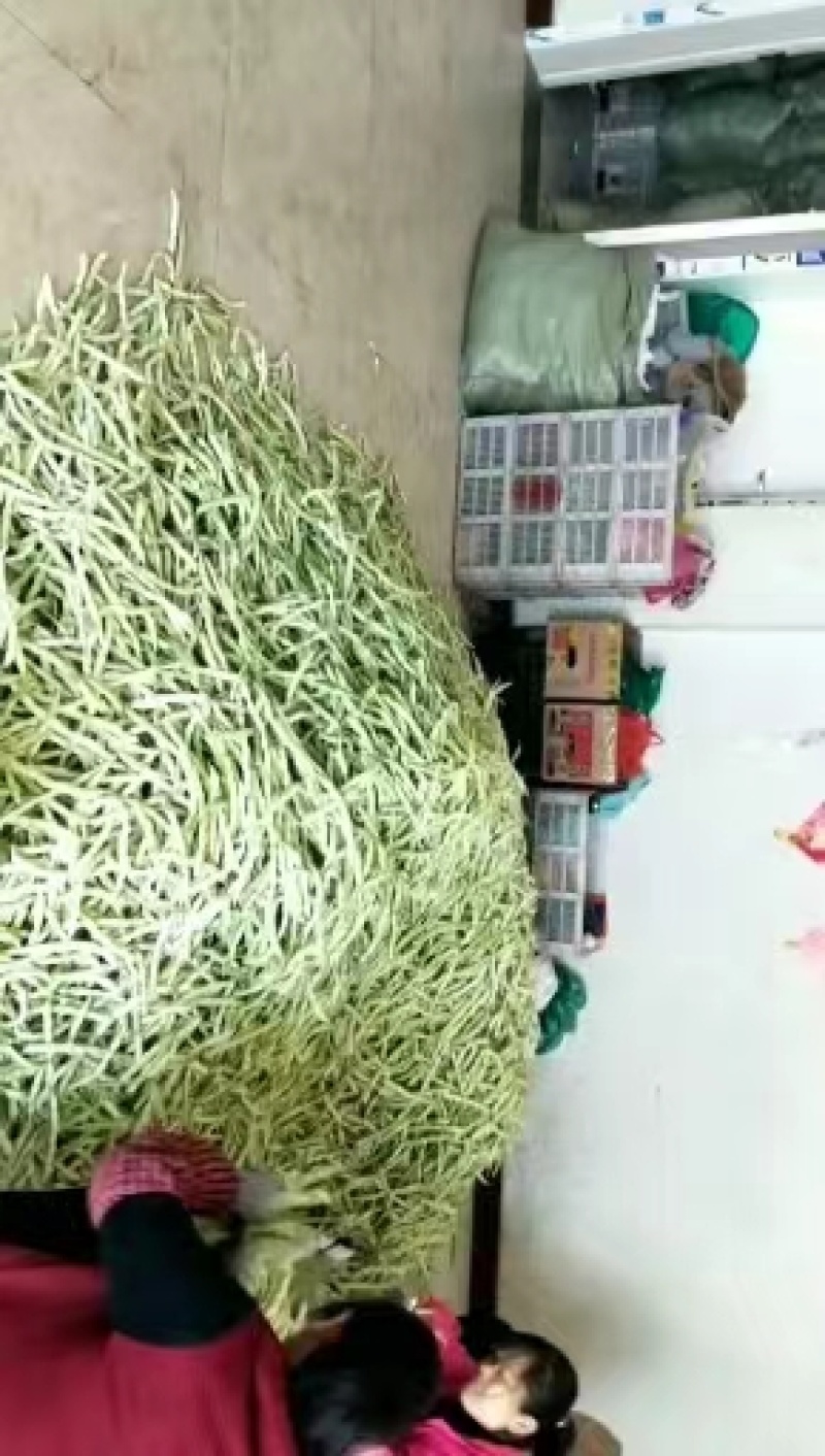 山东芸豆白芸豆九粒白芸豆大量供应优质白芸豆