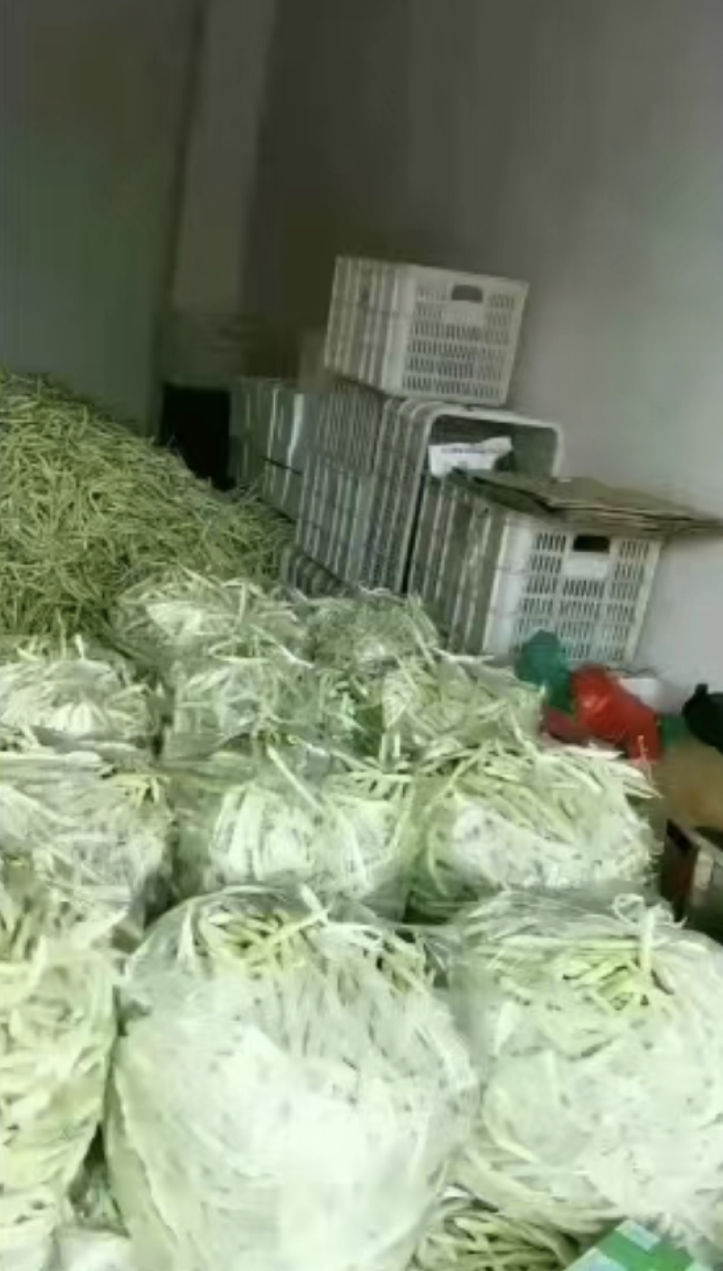 山东芸豆白芸豆九粒白芸豆大量供应优质白芸豆
