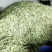 山东芸豆白芸豆九粒白芸豆大量供应优质白芸豆