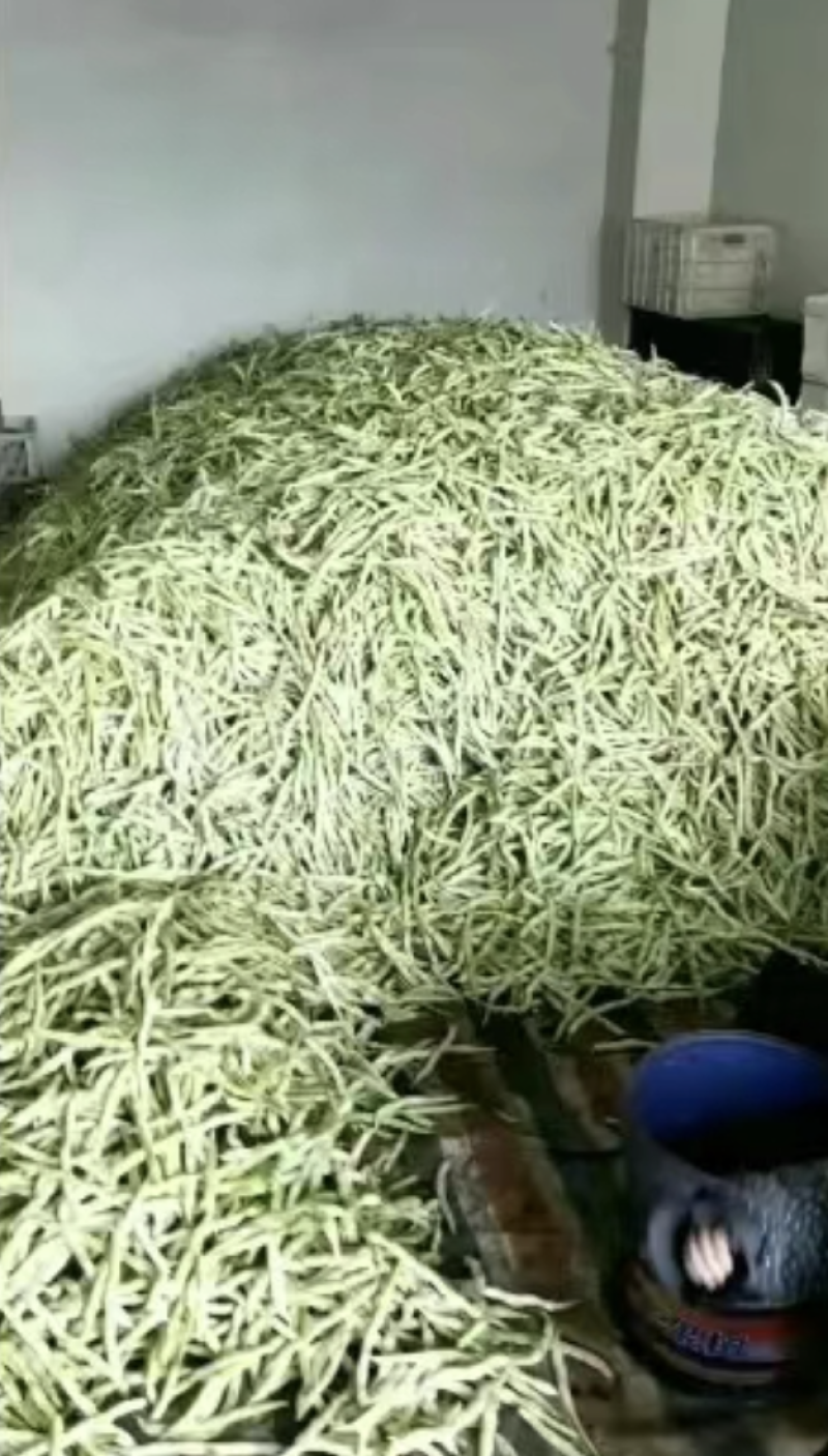 山东芸豆白芸豆九粒白芸豆大量供应优质白芸豆