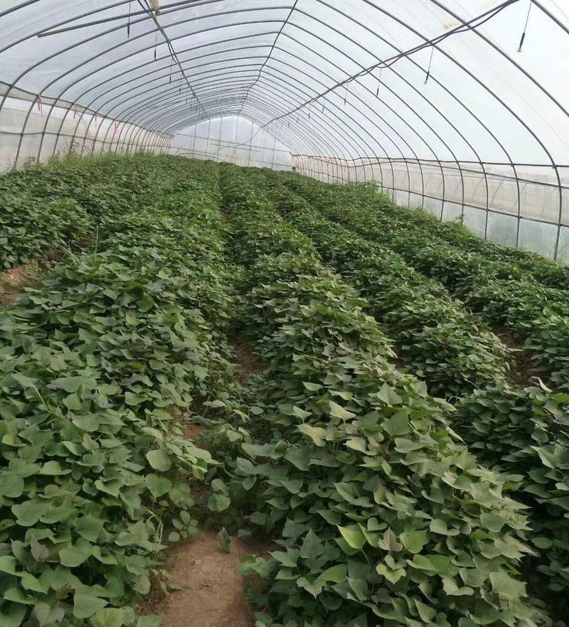 西瓜红红薯苗，脱毒商薯19烟薯红薯苗产地直发量大从优