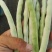 山东芸豆白芸豆九粒白芸豆大量供应优质白芸豆
