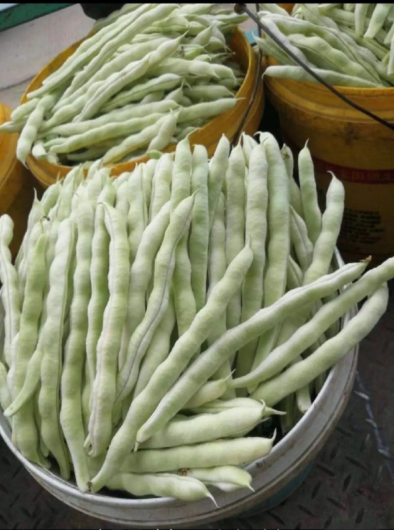 山东芸豆白芸豆九粒白芸豆大量供应优质白芸豆