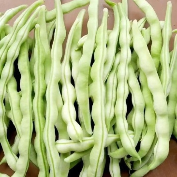 山东芸豆白芸豆九粒白芸豆大量供应优质白芸豆