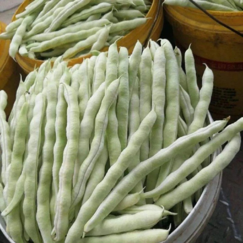山东芸豆白芸豆九粒白芸豆大量供应优质白芸豆