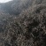 红茶金牡丹良种基地培育直销量大可零售欢迎选购