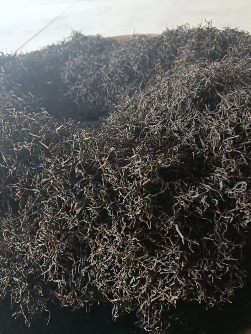 红茶金牡丹良种基地培育直销量大可零售欢迎选购