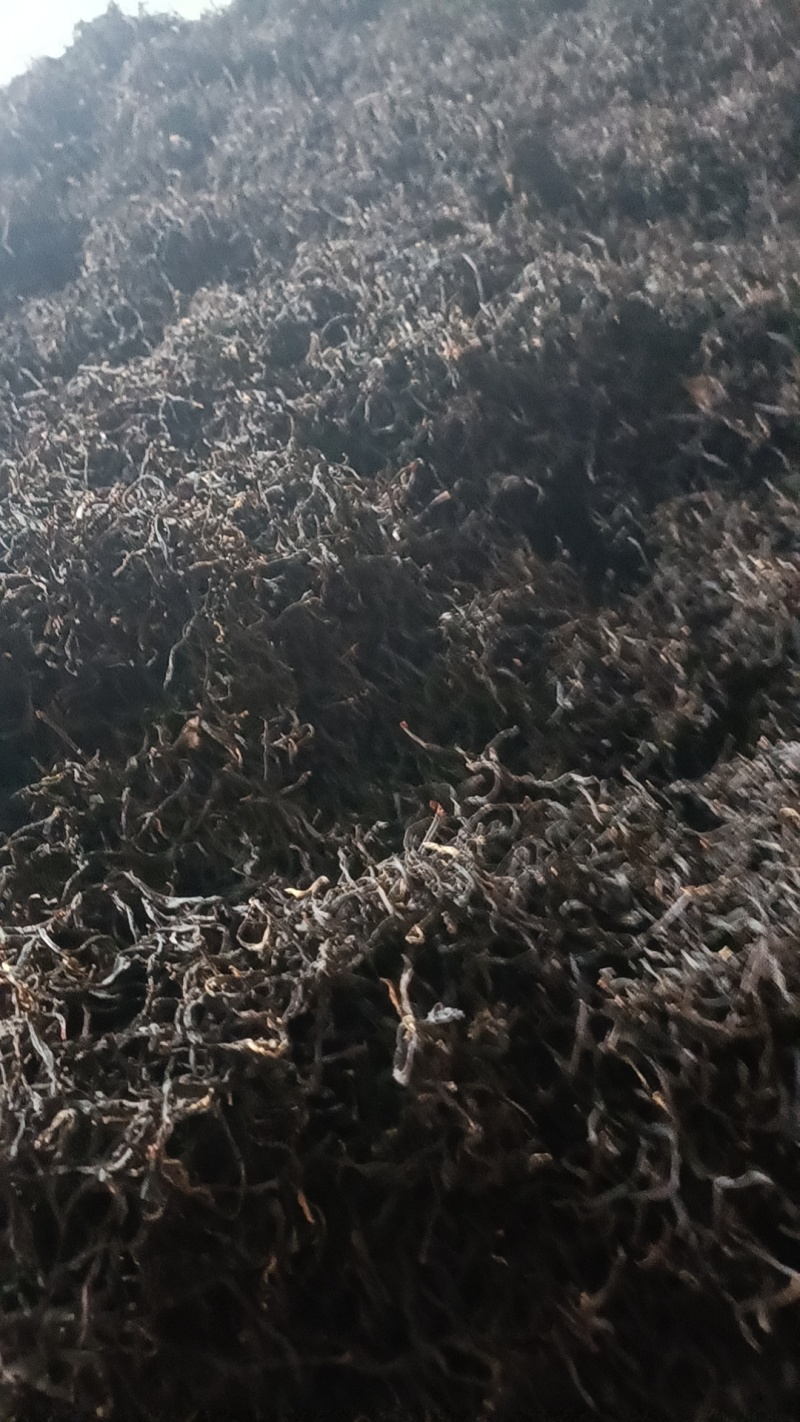 红茶金牡丹良种基地培育直销量大可零售欢迎选购