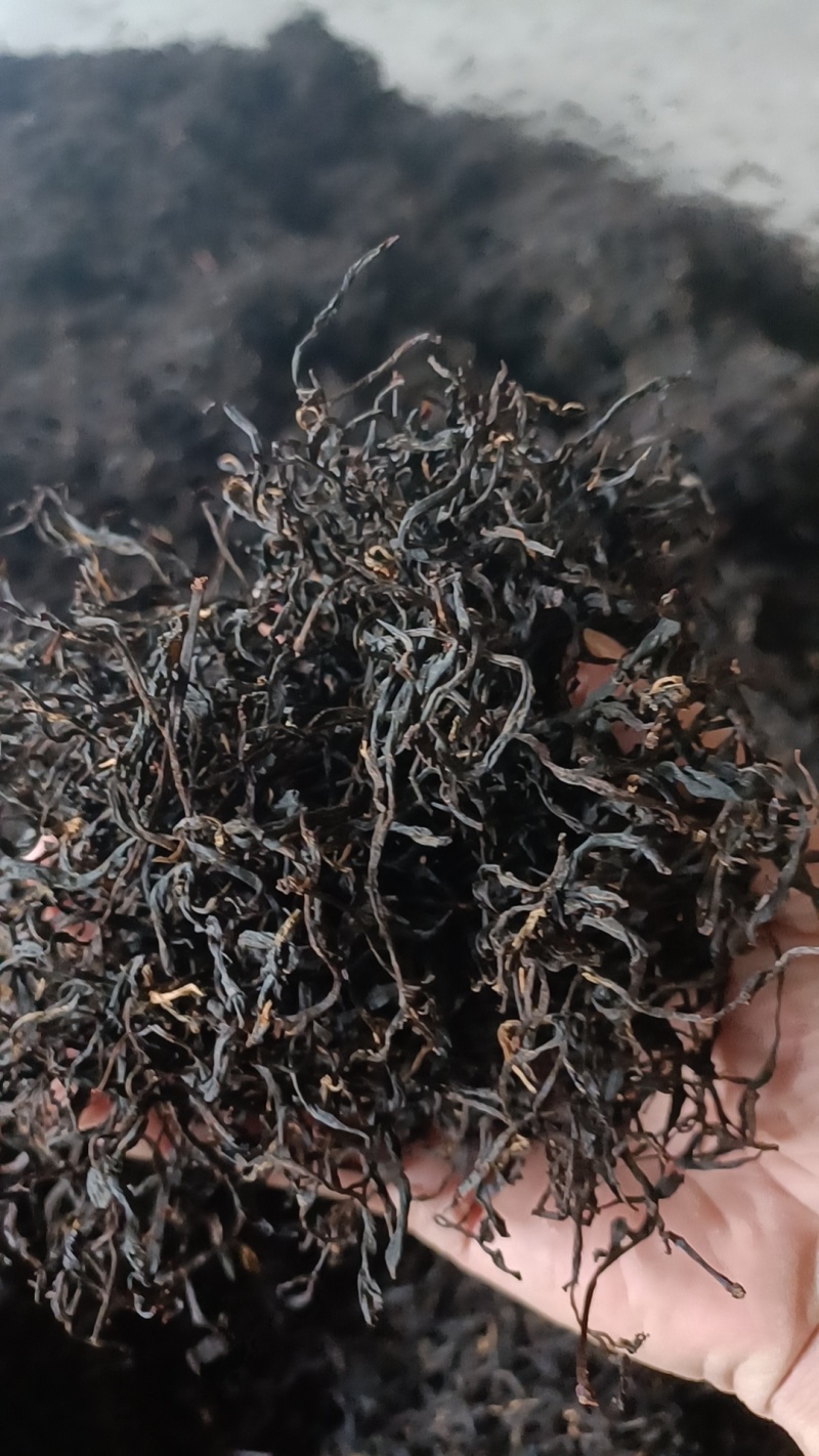 红茶金牡丹良种基地培育直销量大可零售欢迎选购
