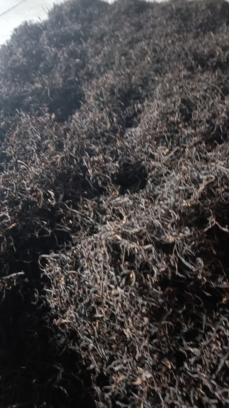 红茶金牡丹良种基地培育直销量大可零售欢迎选购