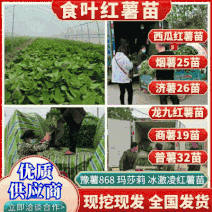商薯19苗中华淀粉王一号红薯苗大量供应红薯苗基地直发