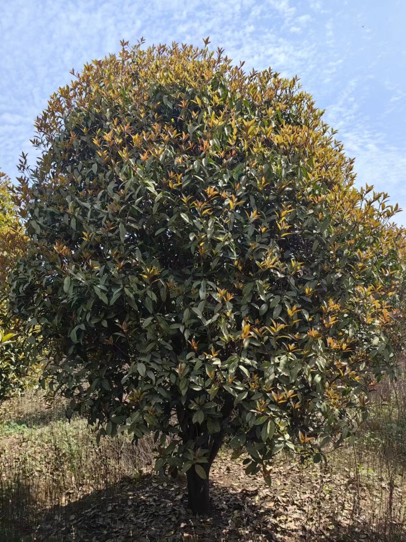 挂花树金桂树5公分6公分7公分8公分10公分规格齐全