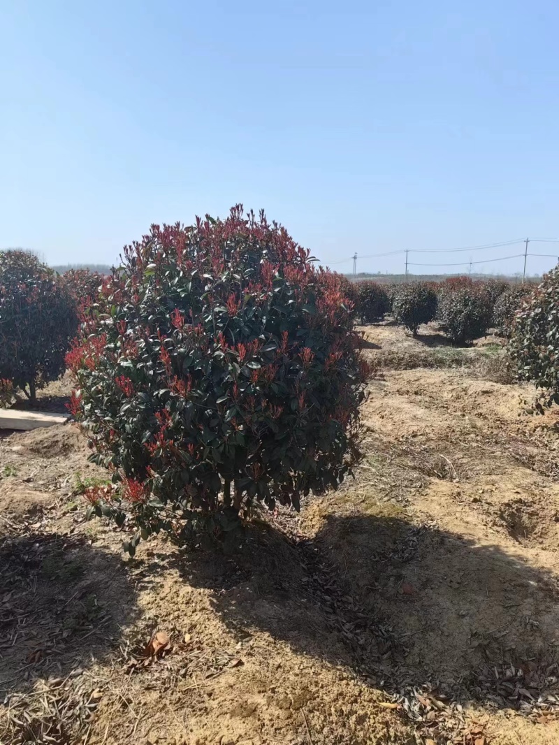 红叶石楠球5公分6公分7公分8公分10公分12公分15公分
