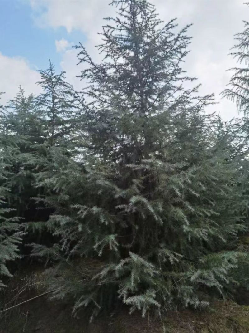 优质雪松3米4米5米6米7米8米规格齐全质量保障欢迎来电
