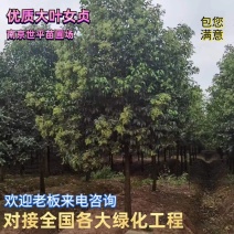 南京高杆女贞大叶女贞5公分6公分7公分8公分10公分12公分