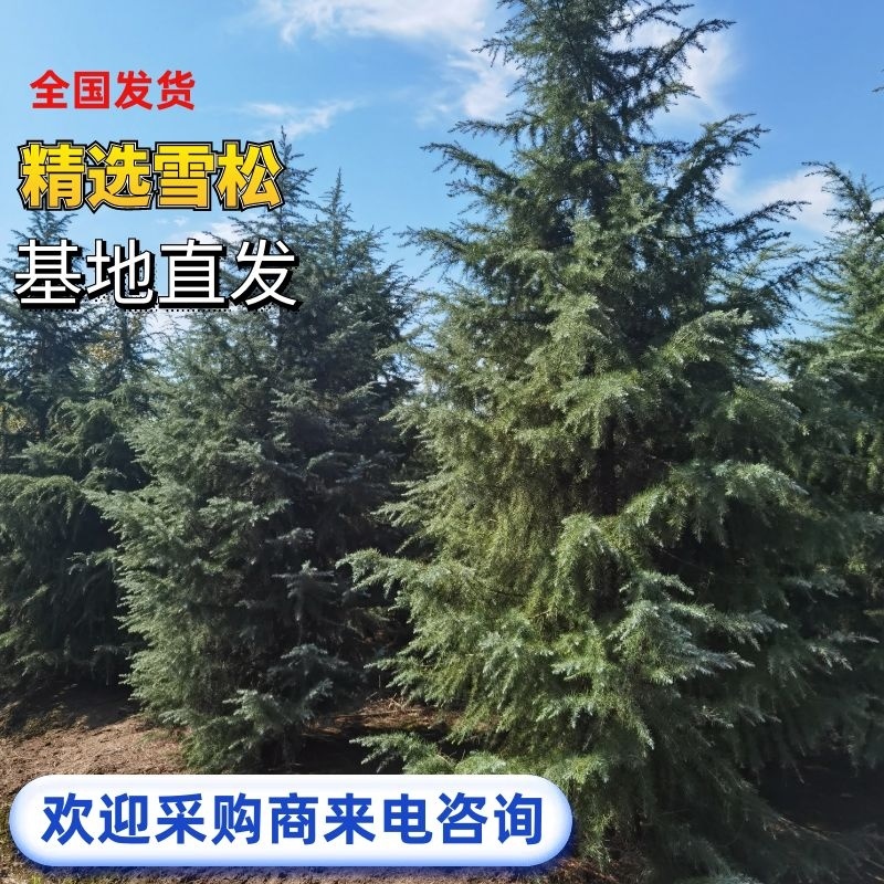 优质雪松3米4米5米6米7米8米规格齐全质量保障欢迎来电
