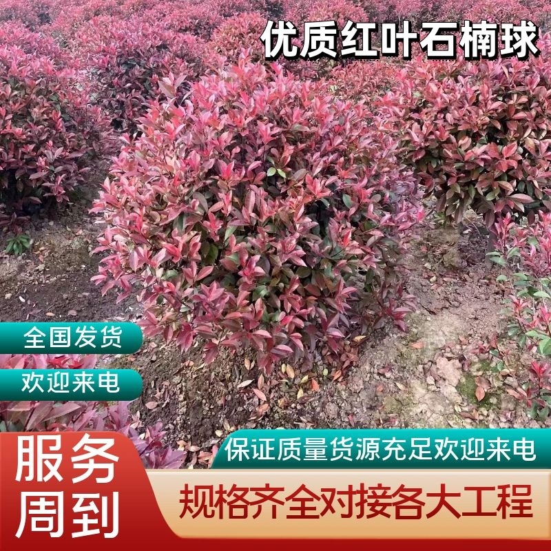 红叶石楠球5公分6公分7公分8公分10公分12公分15公分