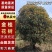 挂花树金桂树5公分6公分7公分8公分10公分规格齐全
