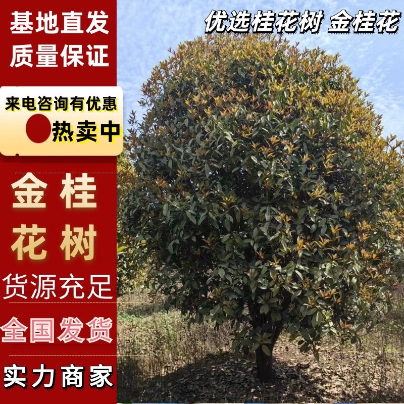 挂花树金桂树5公分6公分7公分8公分10公分规格齐全