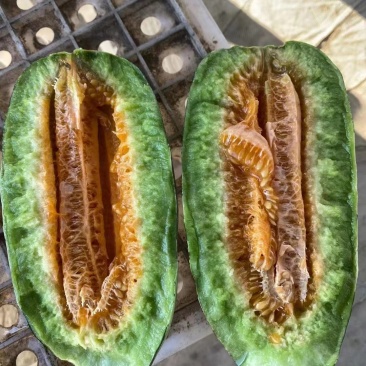 精品博洋9号甜瓜