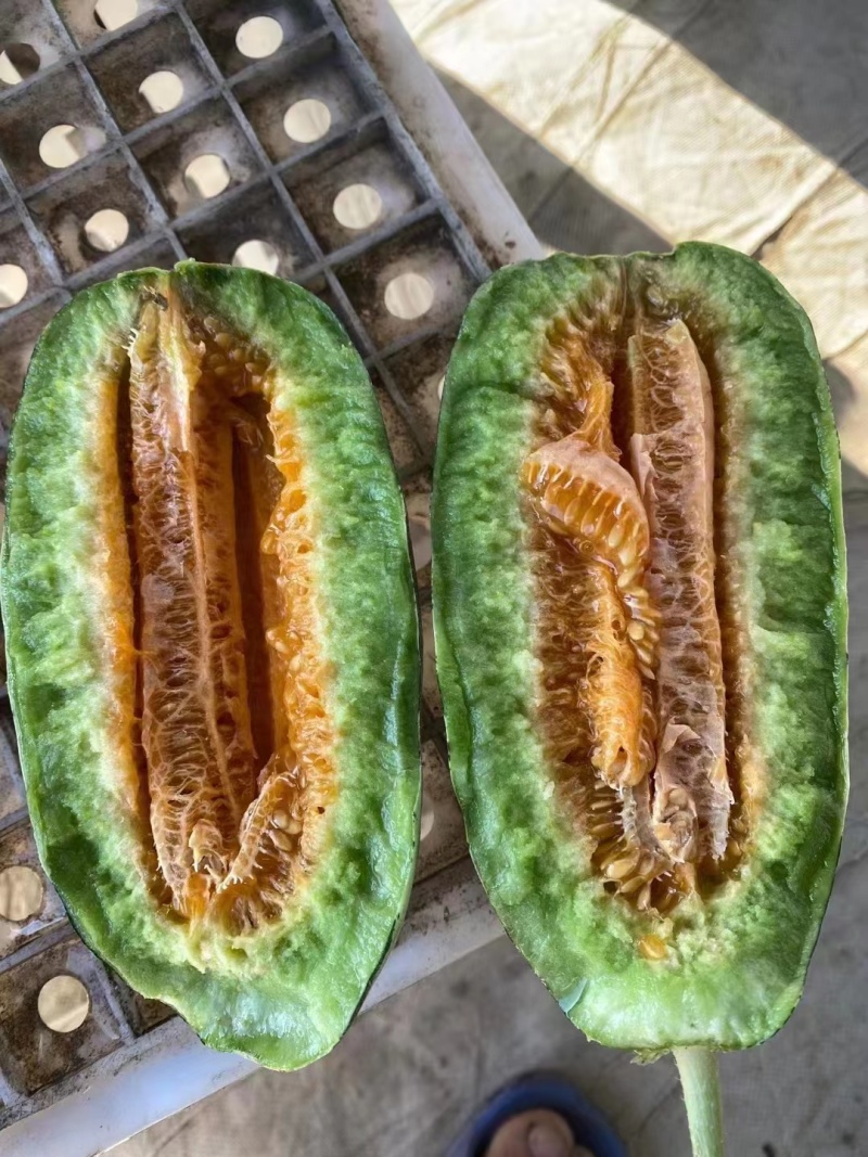 精品博洋9号甜瓜