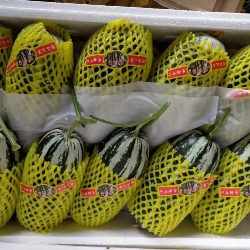 精品博洋9号甜瓜