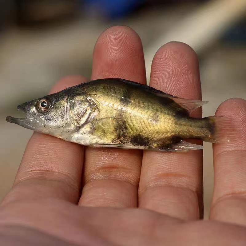 桂鱼苗桂花鱼苗鳜鱼苗翘嘴鳜白桂花鱼苗淡水鱼苗大量现货供应