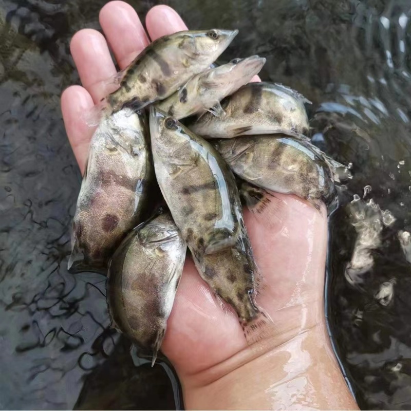 桂鱼苗桂花鱼苗鳜鱼苗翘嘴鳜白桂花鱼苗淡水鱼苗大量现货供应