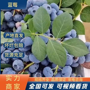 【精品蓝莓】山东蓝莓基地直发一手货源保质保量代发全国