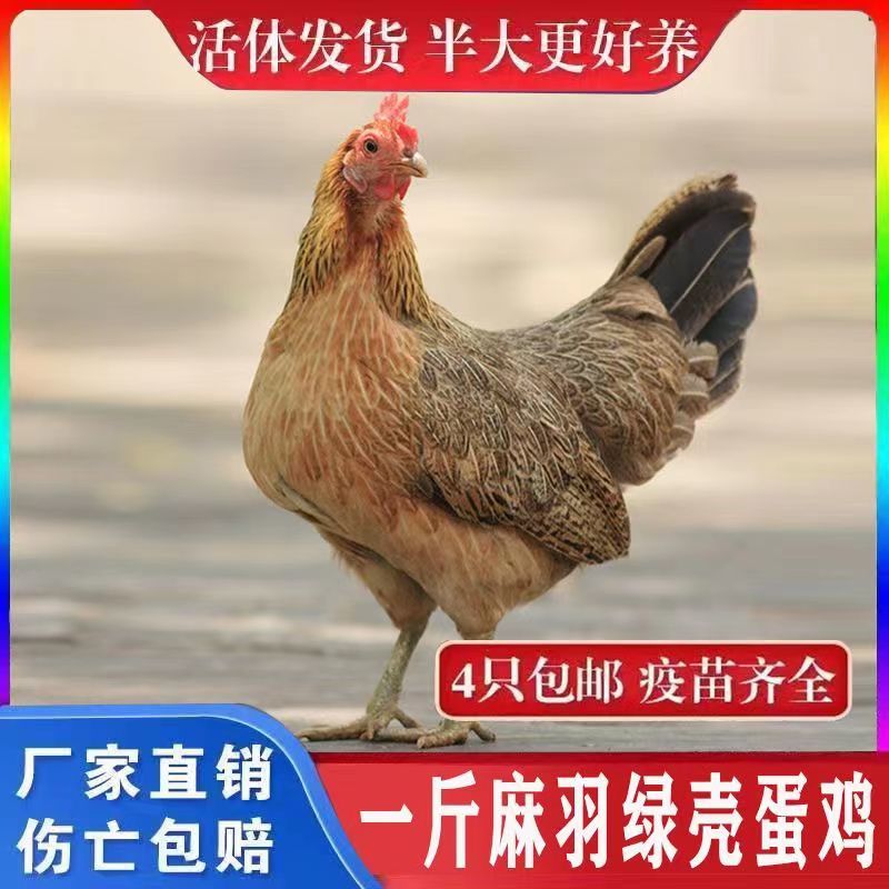 麻鸡苗麻羽鸡苗脱温苗绿壳蛋鸡易存活产量高疫苗齐全