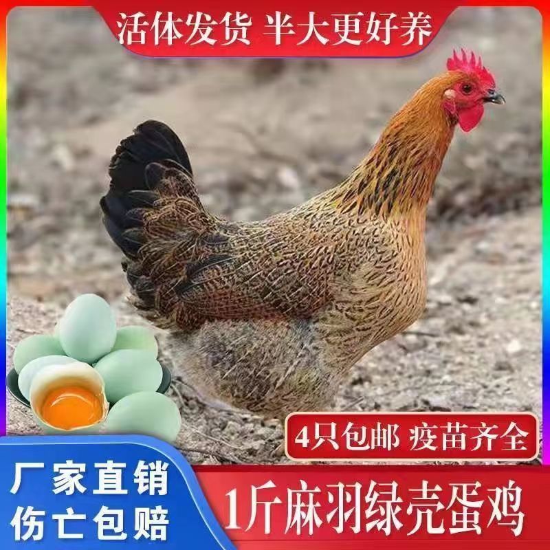 麻鸡苗麻羽鸡苗脱温苗绿壳蛋鸡易存活产量高疫苗齐全