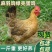 麻鸡苗麻羽鸡苗脱温苗绿壳蛋鸡易存活产量高疫苗齐全