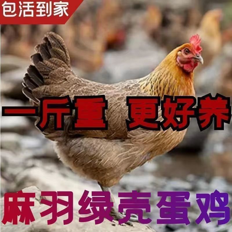 麻鸡苗麻羽鸡苗脱温苗绿壳蛋鸡易存活产量高疫苗齐全