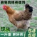 麻鸡苗麻羽鸡苗脱温苗绿壳蛋鸡易存活产量高疫苗齐全