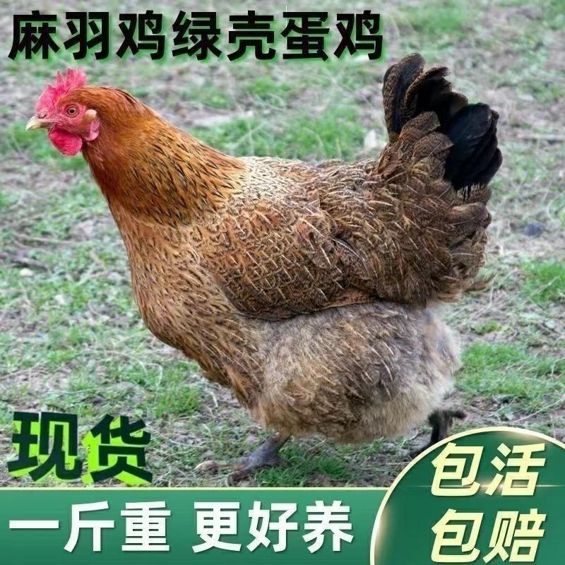 麻鸡苗麻羽鸡苗脱温苗绿壳蛋鸡易存活产量高疫苗齐全