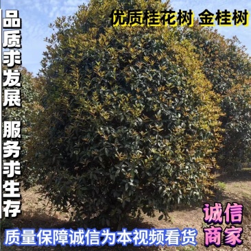 桂花树5公分6公分7公分8公分10公分12公分15公分