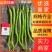山东线椒，精品八号线椒，量大质优，货量充足，代发全国