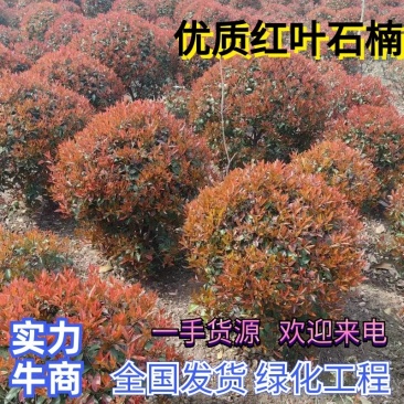 红叶石楠球1米冠1米2冠1米5冠2米冠石楠球独杆石楠基地直发