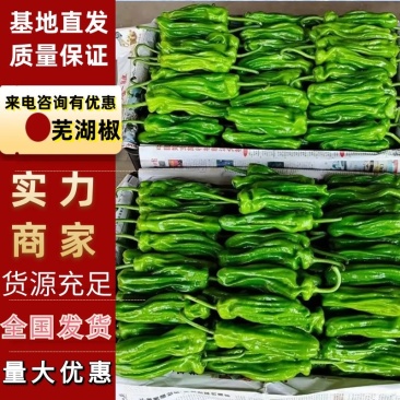 鲜辣椒山东辣椒，芜湖椒，量大质优对接商超批发