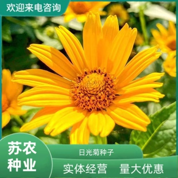 日光菊种子多年生草本花卉麦秆菊蜡菊种孑菊花阳台盆栽四季易