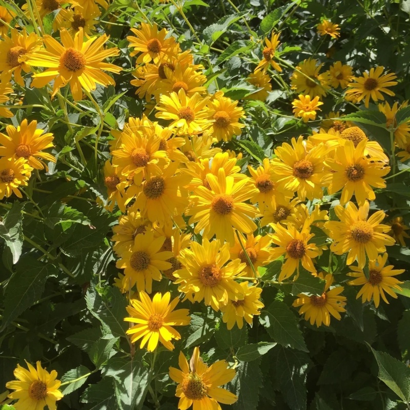 日光菊种子多年生草本花卉麦秆菊蜡菊种孑菊花阳台盆栽四季易