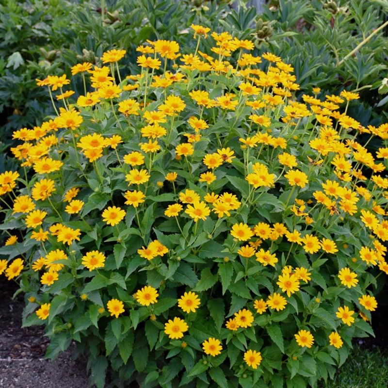 日光菊种子多年生草本花卉麦秆菊蜡菊种孑菊花阳台盆栽四季易