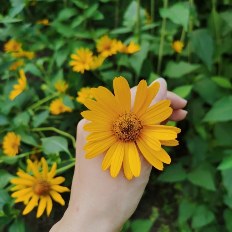 日光菊种子多年生草本花卉麦秆菊蜡菊种孑菊花阳台盆栽四季易