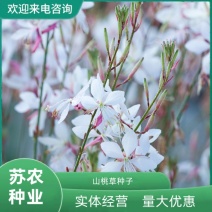 山桃草花种子多年生紫叶千鸟花种子四季庭院盆栽阳台花种籽子