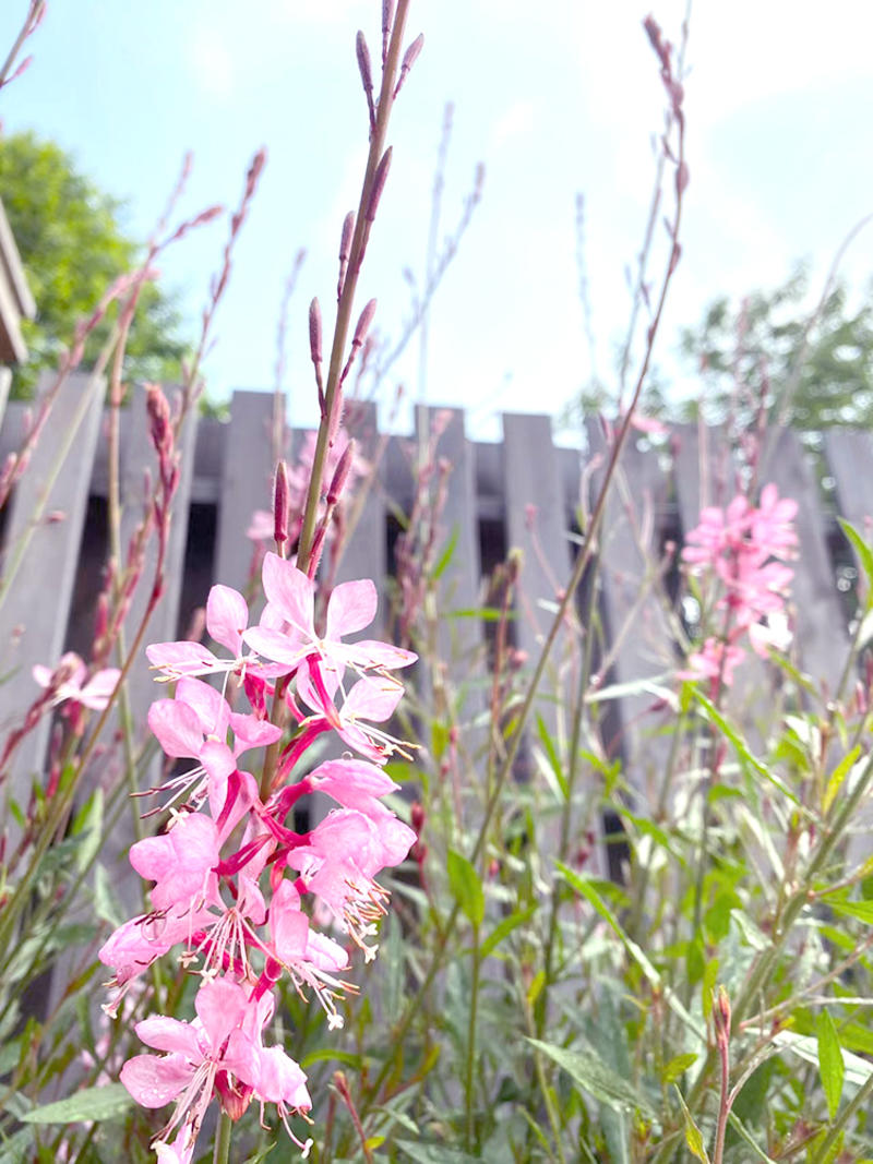 山桃草花种子多年生紫叶千鸟花种子四季庭院盆栽阳台花种籽子