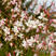 山桃草花种子多年生紫叶千鸟花种子四季庭院盆栽阳台花种籽子