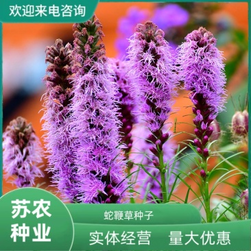 蛇鞭菊种子紫粉色麒麟菊花种子多年生花卉耐寒耐热四季易