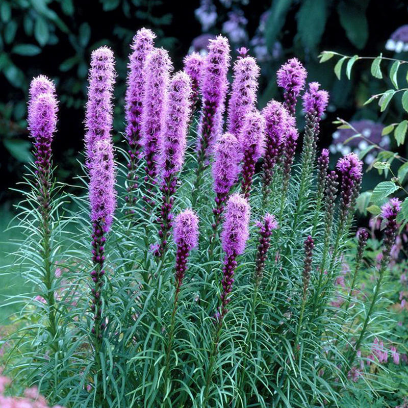 蛇鞭菊种子紫粉色麒麟菊花种子多年生花卉耐寒耐热四季易