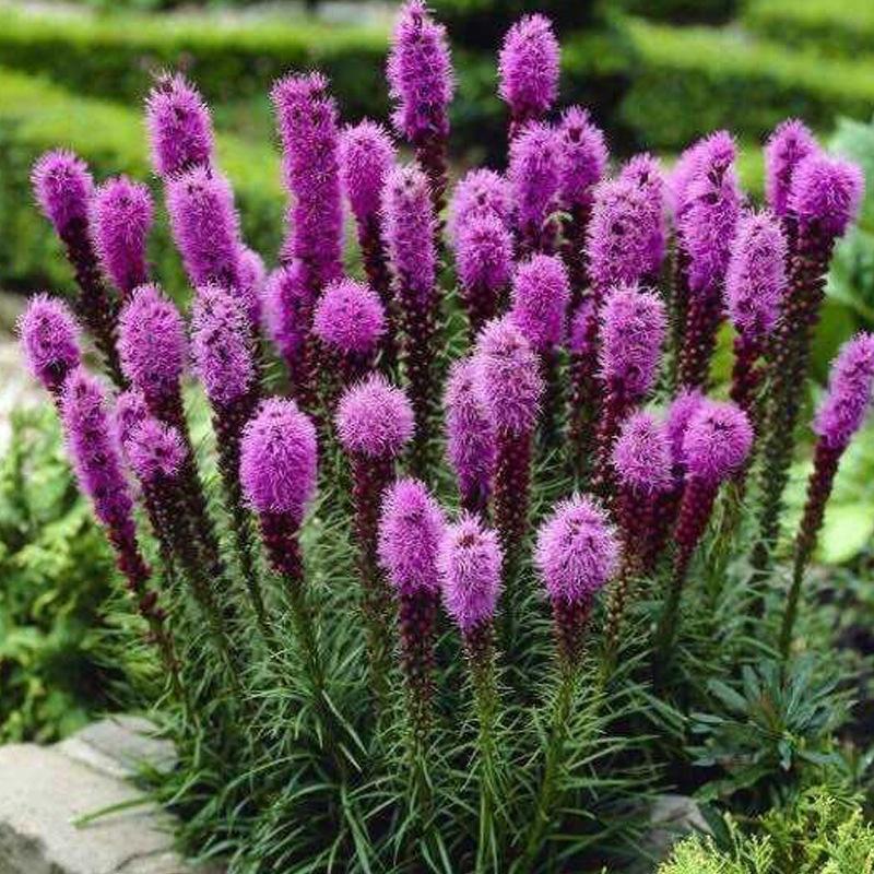 蛇鞭菊种子紫粉色麒麟菊花种子多年生花卉耐寒耐热四季易