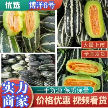 山东费县甜瓜，博洋甜瓜，博洋9号大量上市货源稳定需要咨询